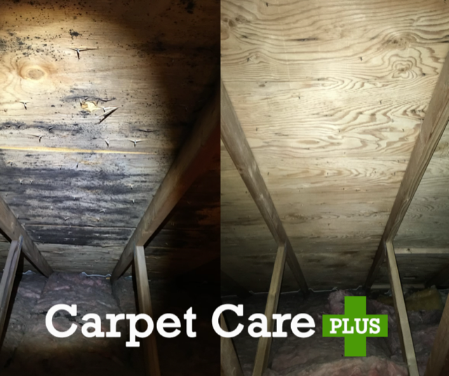 Carpet Care Plus Before After Mold Remediation 2021 1