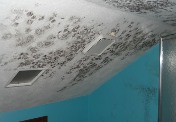 Black Mold Tampa